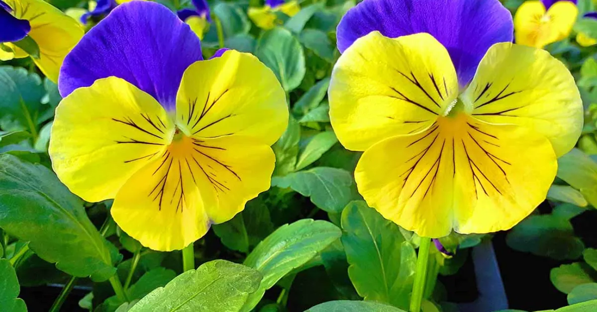 cool-season flowers for kids