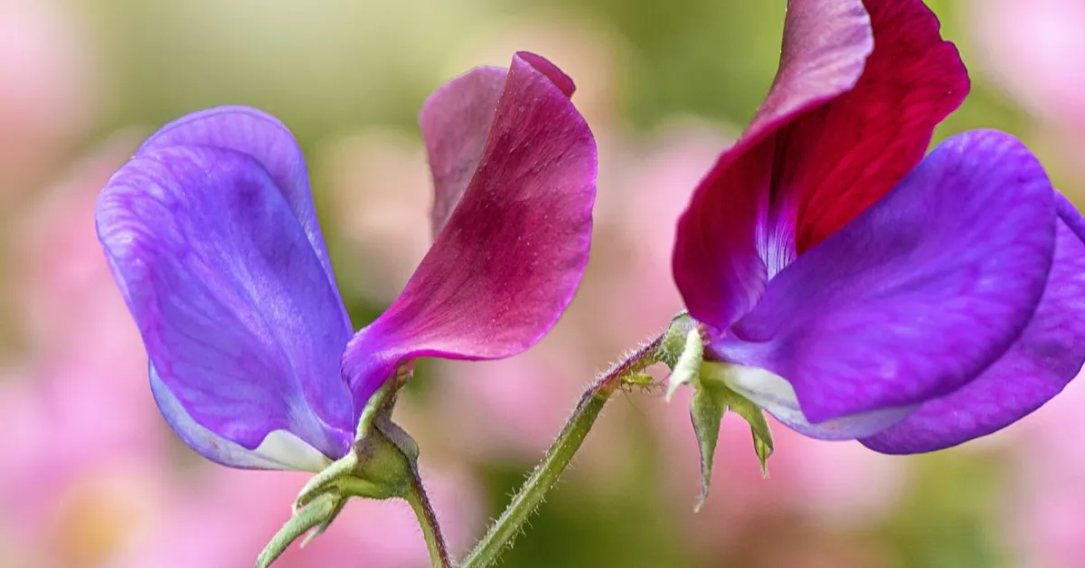 cool-season flowers for kids