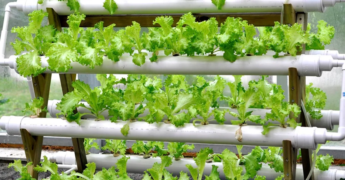 Hydroponic vertical garden guide