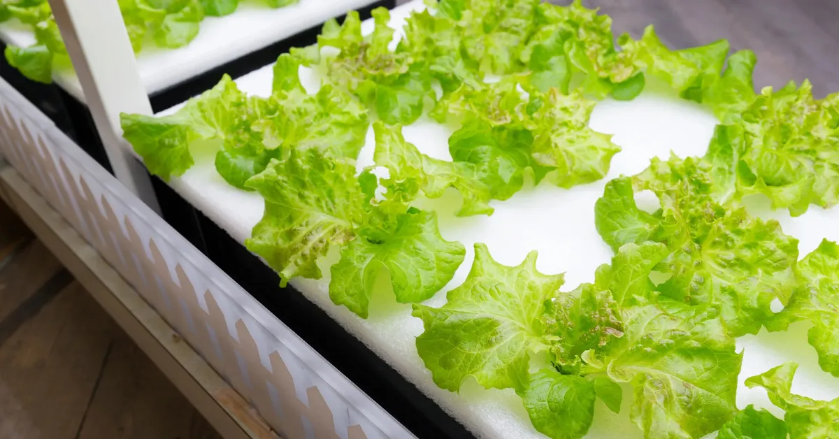 Hydroponic vertical garden guide