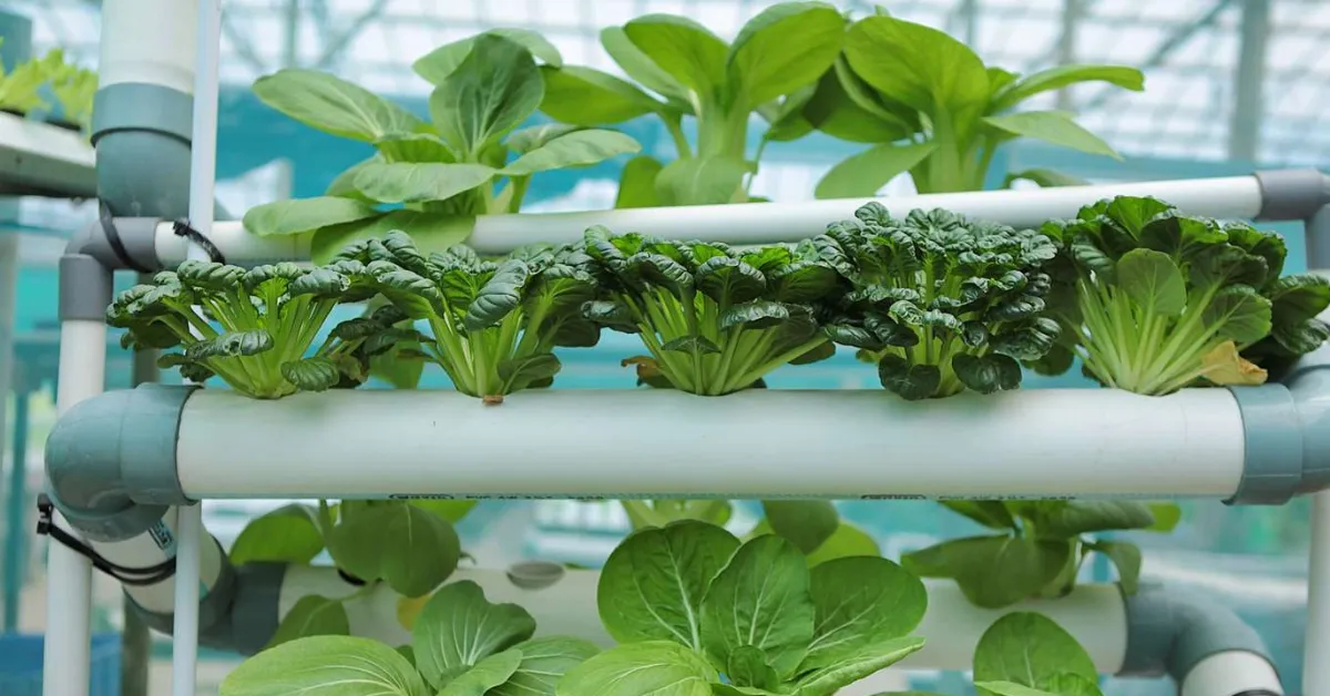 Hydroponic vertical garden guide