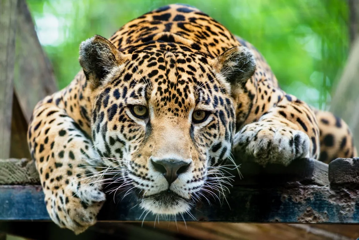 Jaguar
