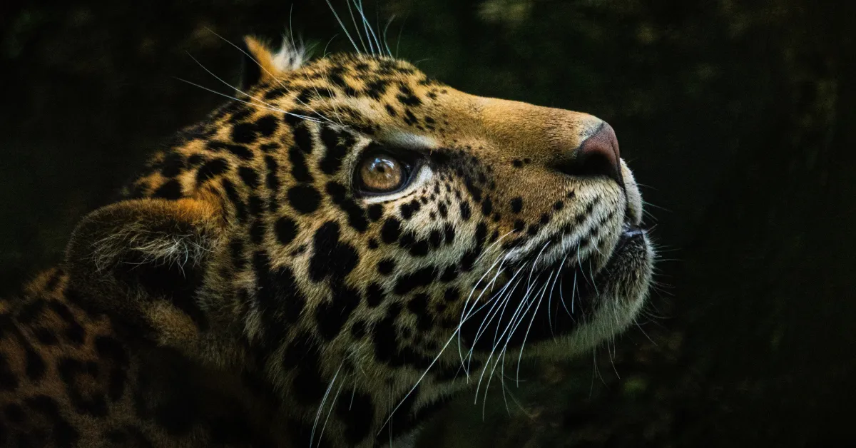 Seeing a jaguar in India is rare, yet each sighting carries a small window into the wild places it comes from.