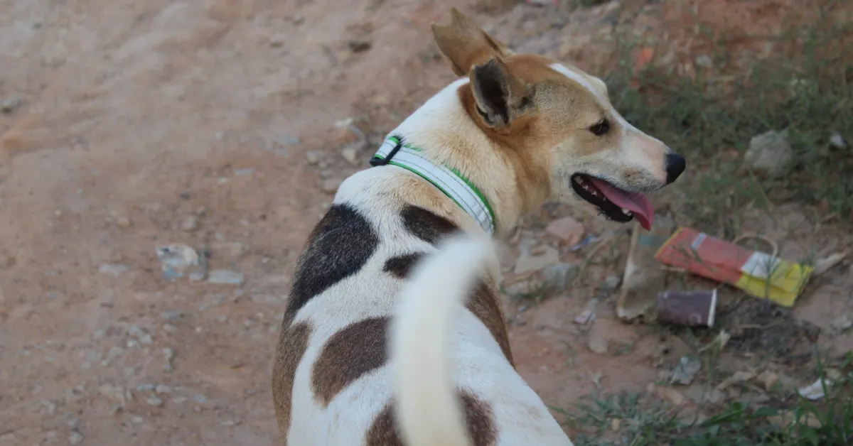 Students researched stray dog safety and explored simple solutions that their community could carry out.