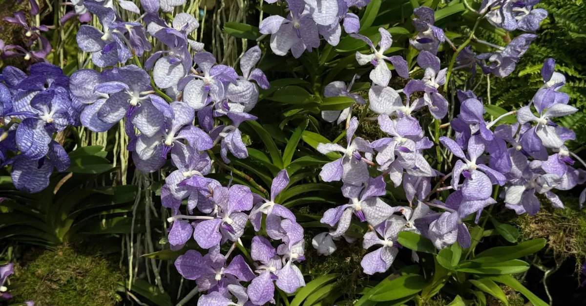 India’s rare and endangered flowers