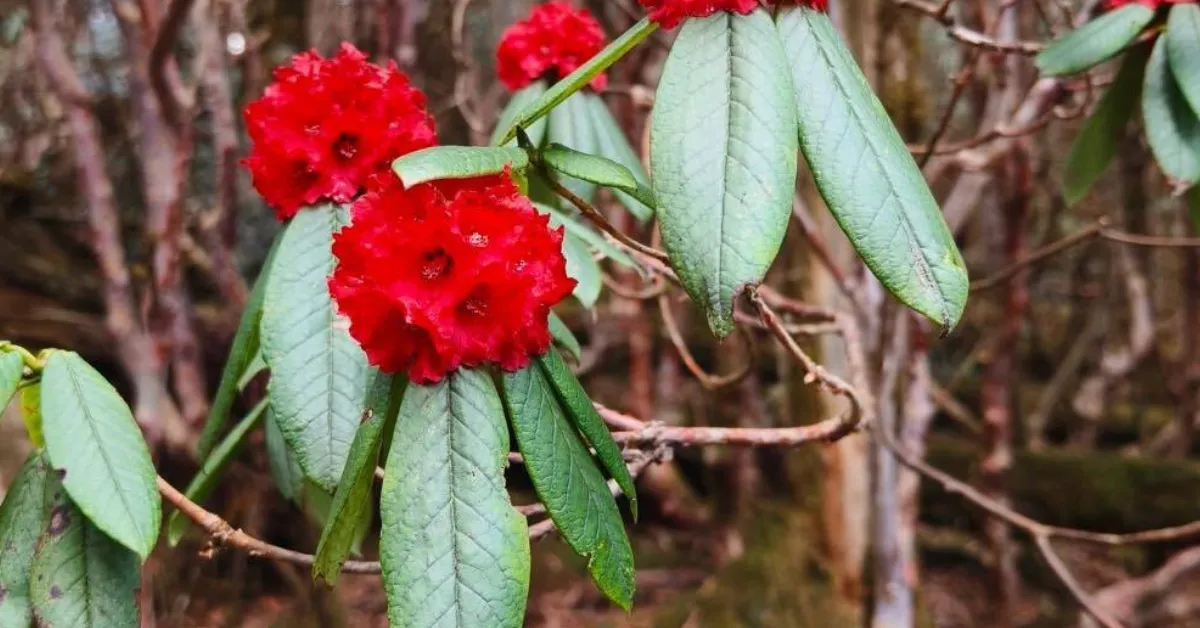 India’s rare and endangered flowers