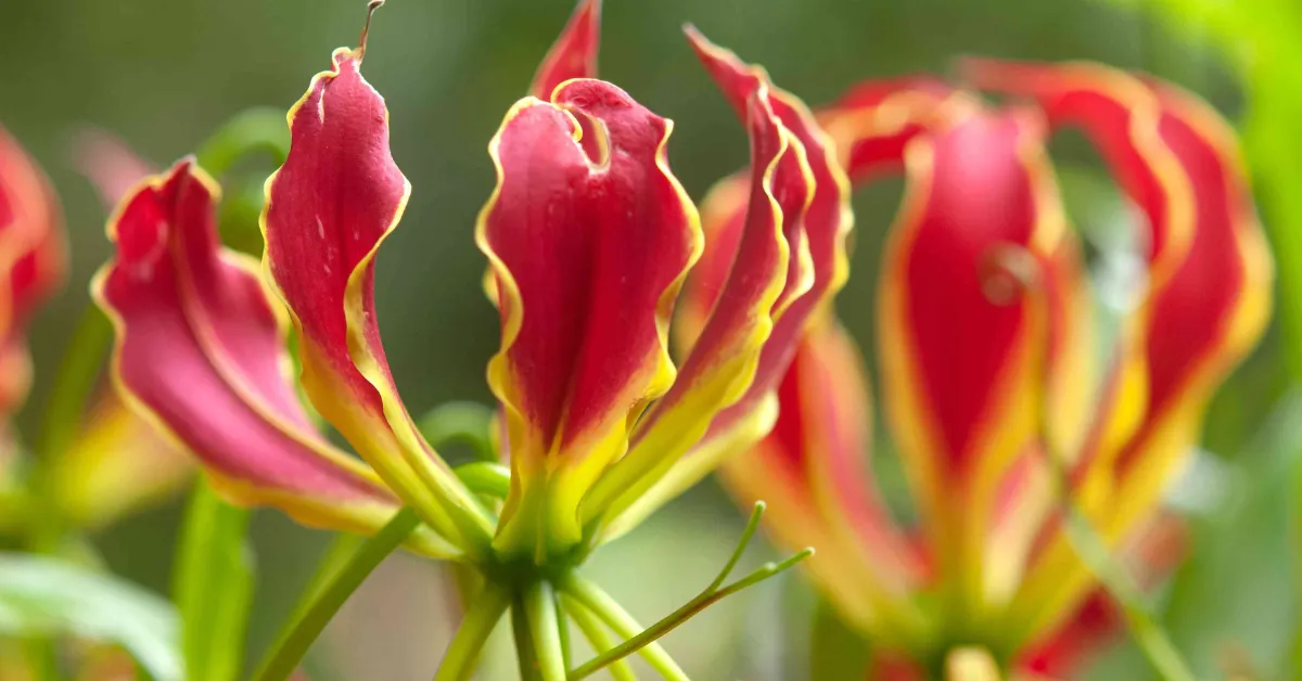 India’s rare and endangered flowers