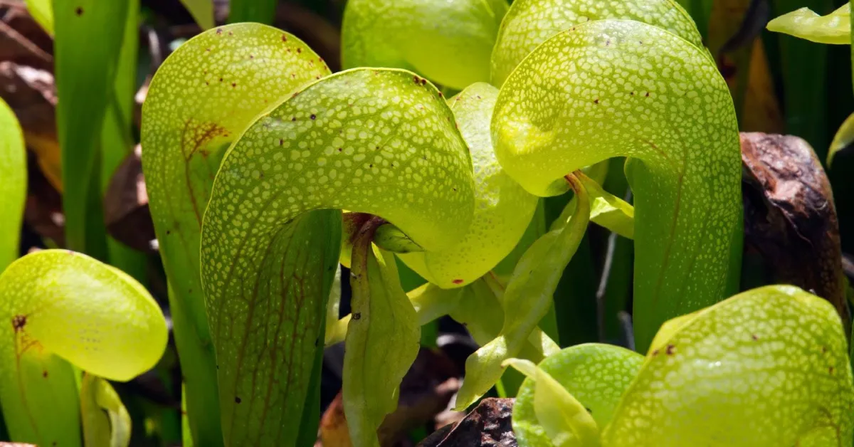 India’s rare and endangered flowers