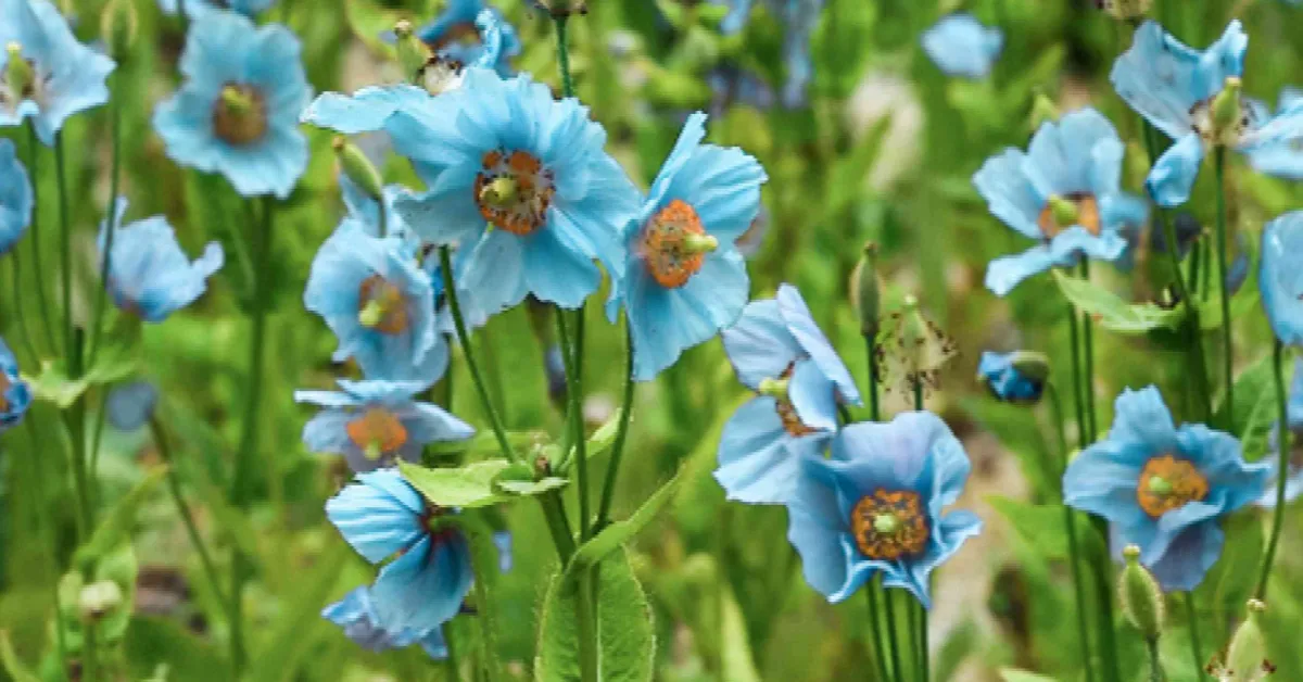 India’s rare and endangered flowers