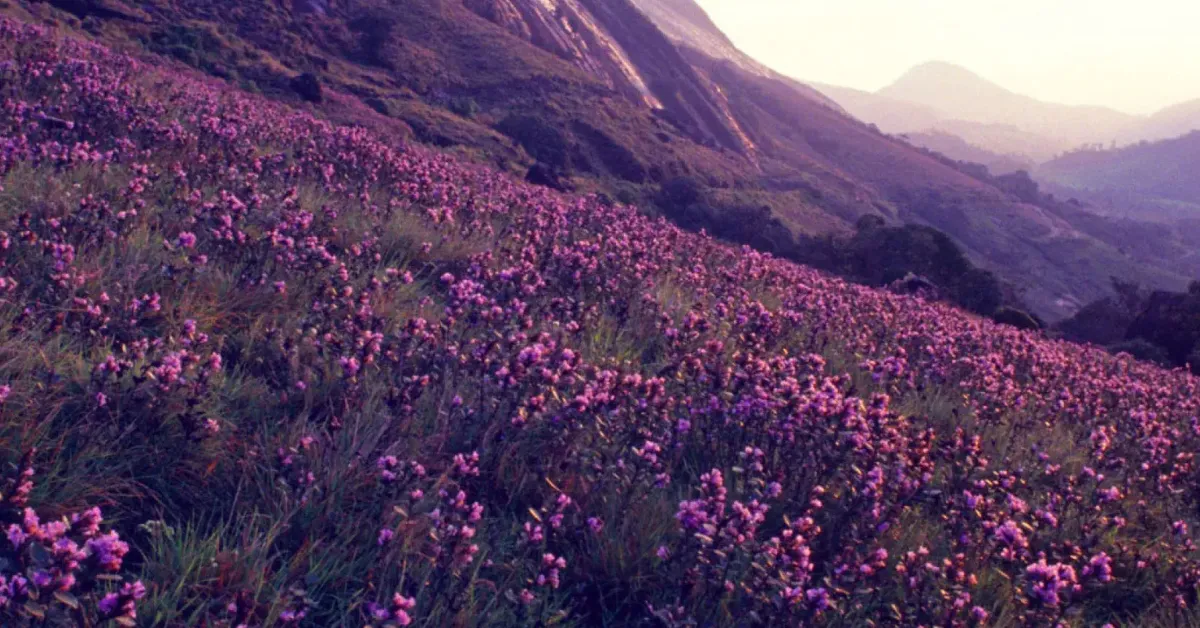 India’s rare and endangered flowers