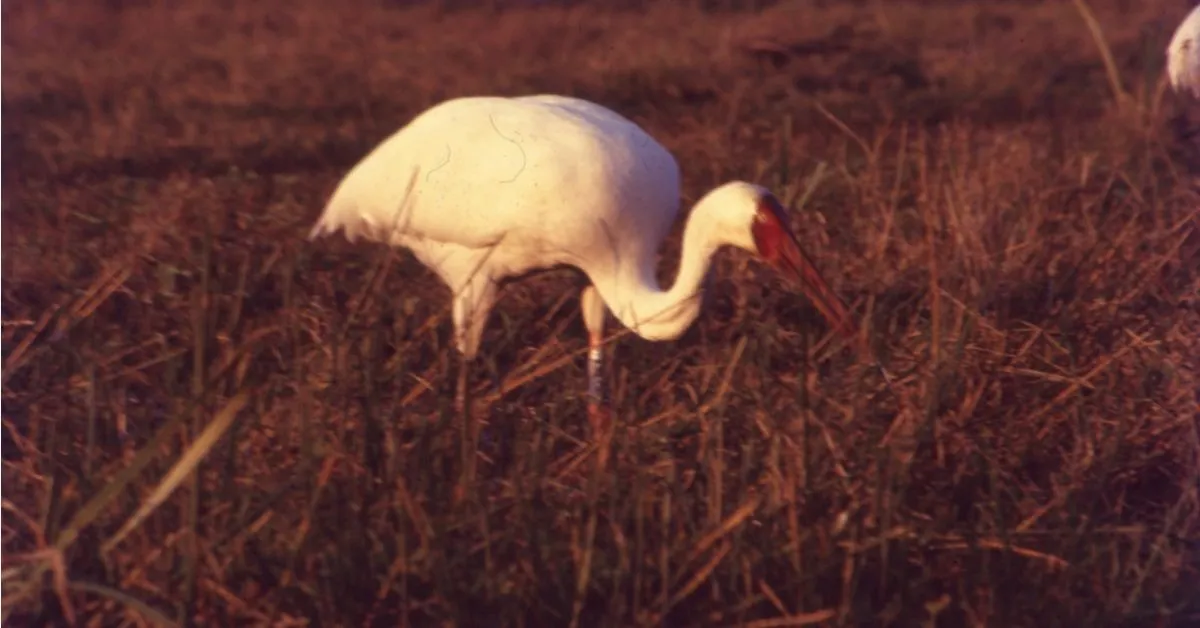 siberian crane bharatpur
