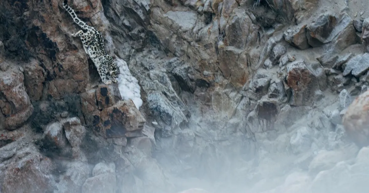 snow leopard abhinandan