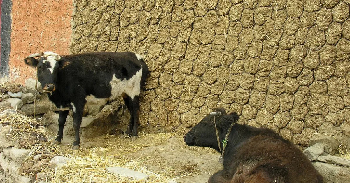 cow dung urban gardening
