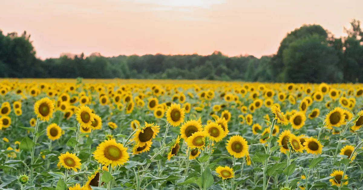 Sunflower sesame winter farming