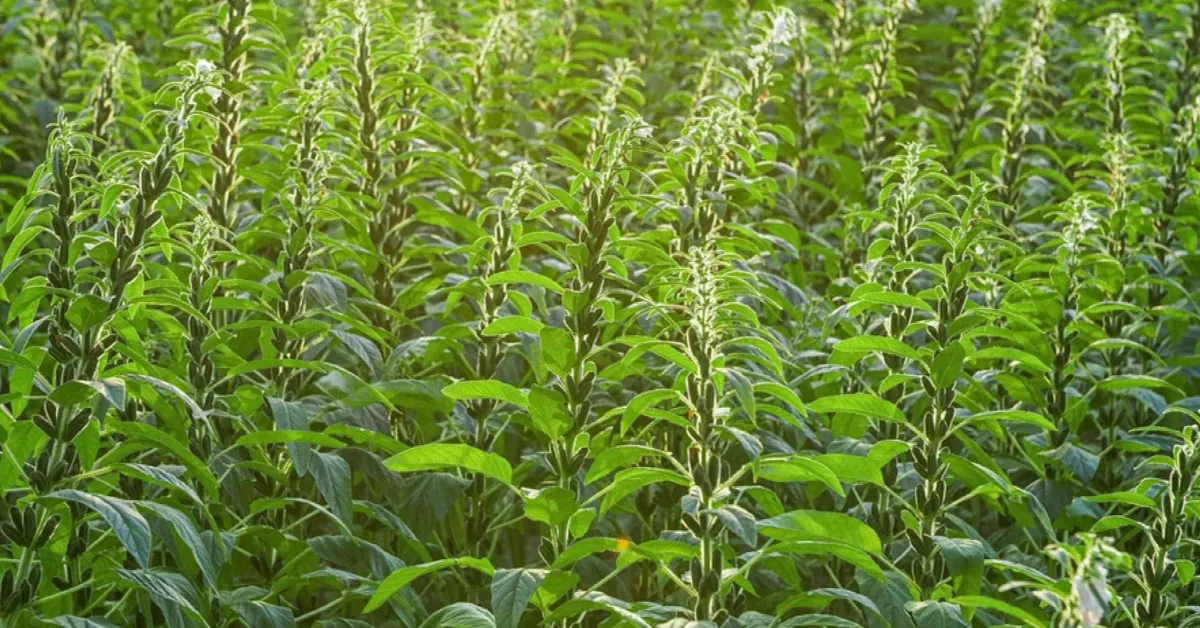 Sunflower sesame winter farming