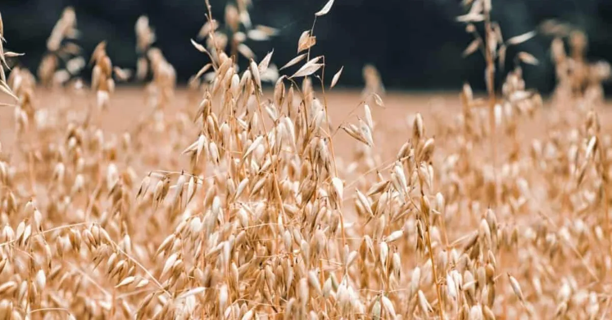Growing barley and oats