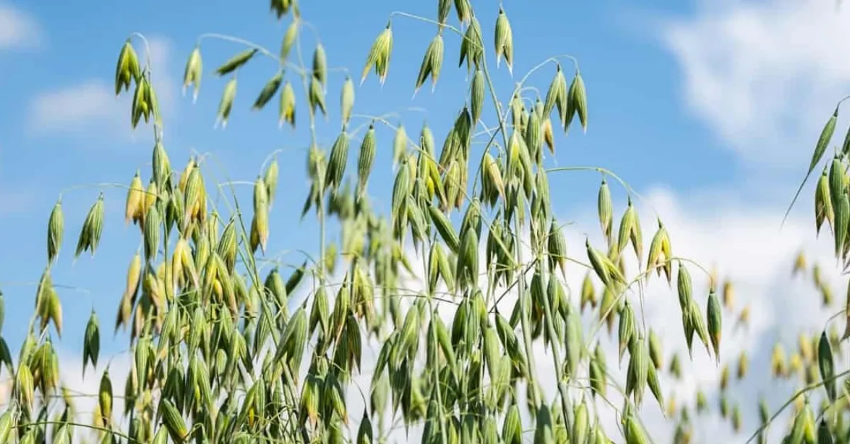 Growing barley and oats