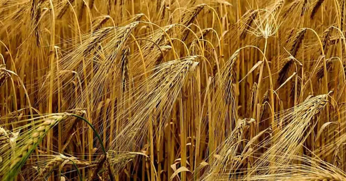 Growing barley and oats