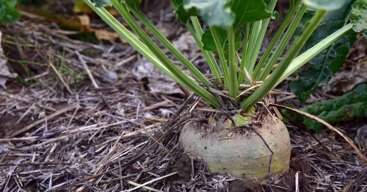 winter crop diversity and soil health