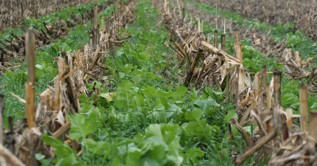 winter crop diversity and soil health