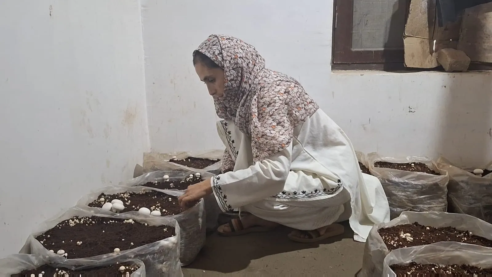 Asiya Begum with her indoor mushroom farm