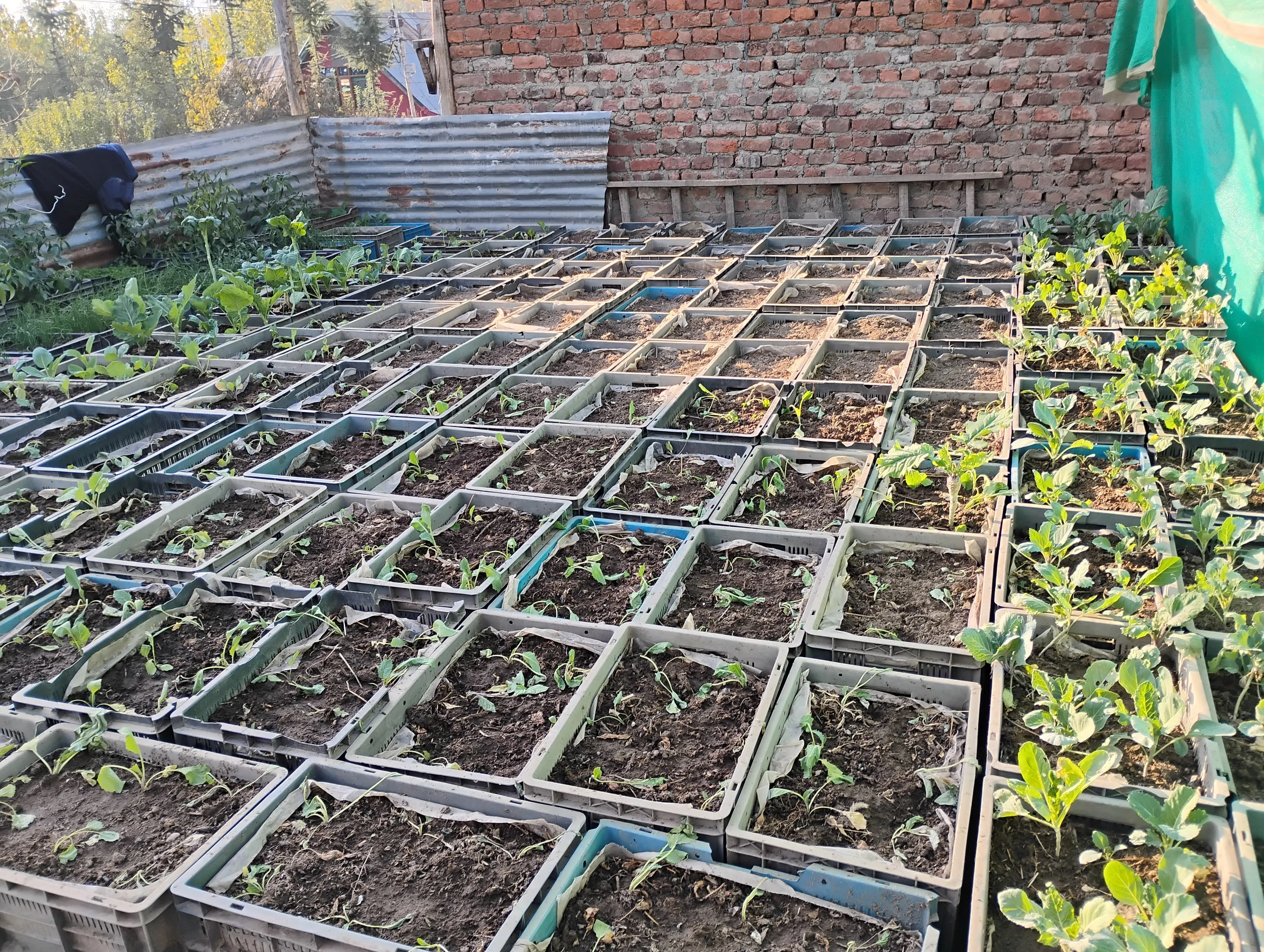 Asiya's rooftop farm in Kashmir