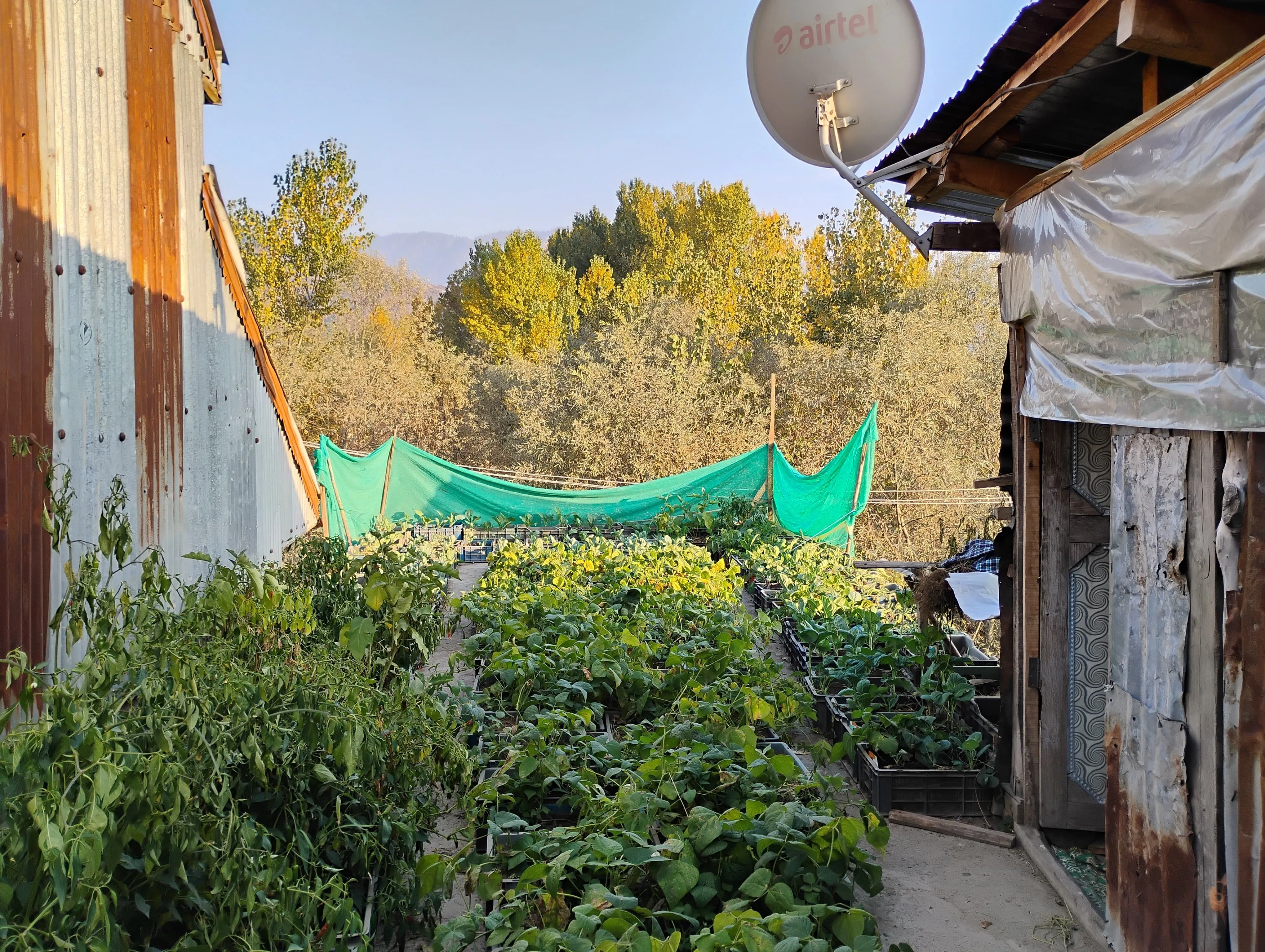 Asiya's rooftop farm in Kashmir