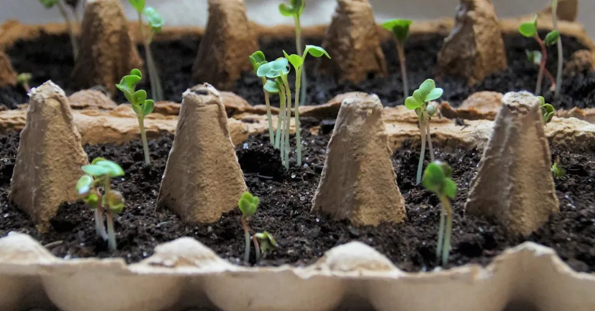 growing seeds with kids