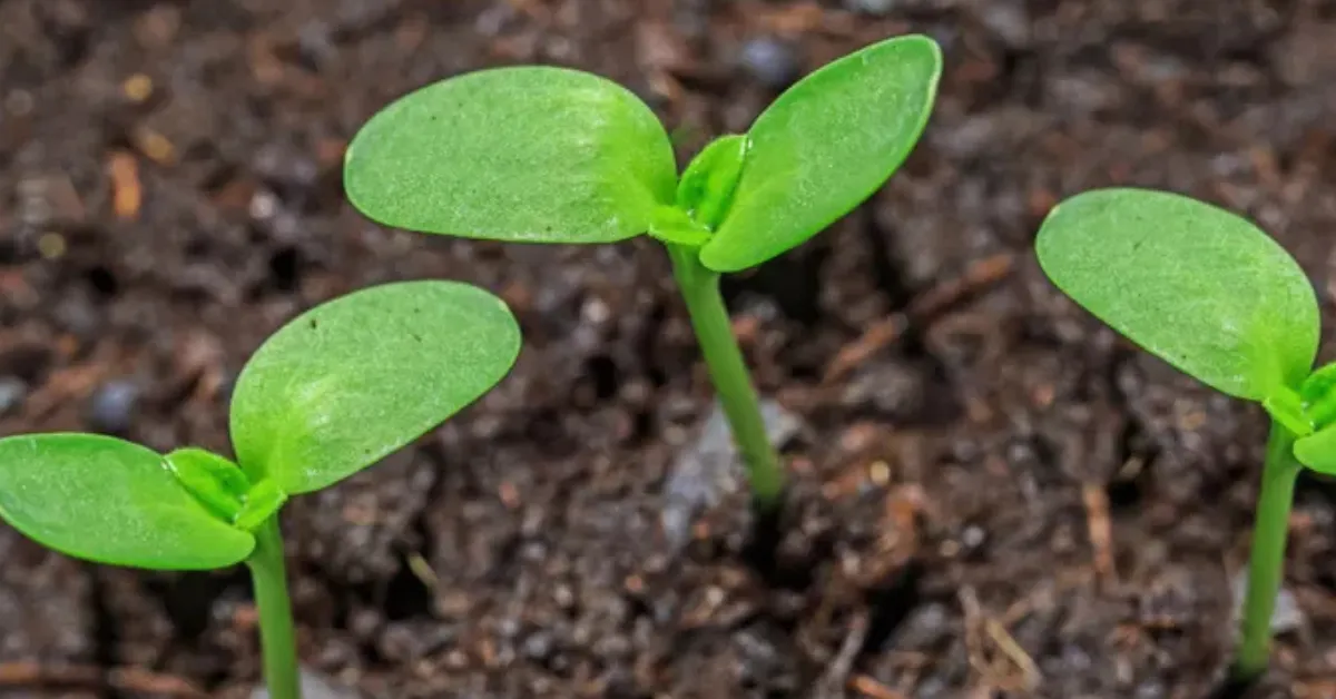 growing seeds with kids