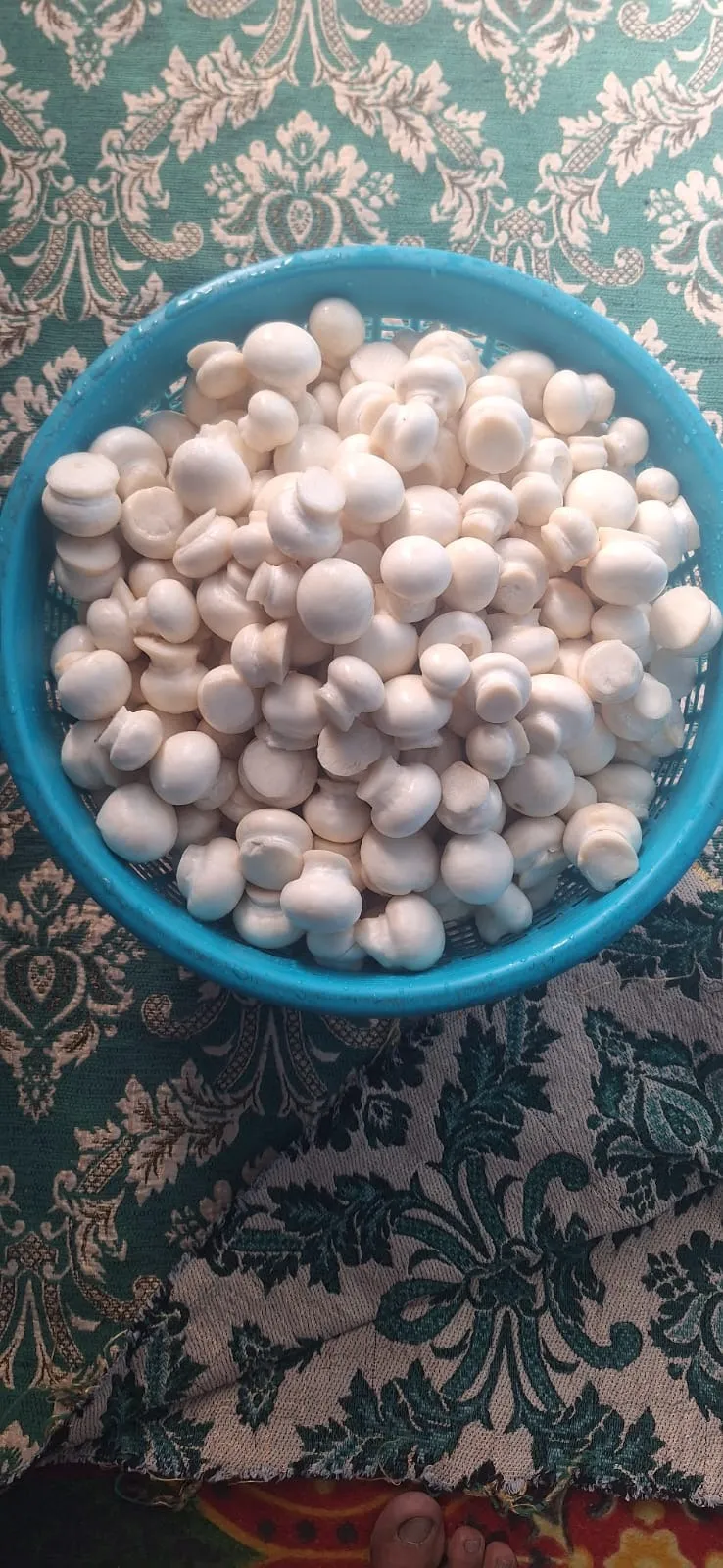 Harvested mushrooms from Asiya's farm