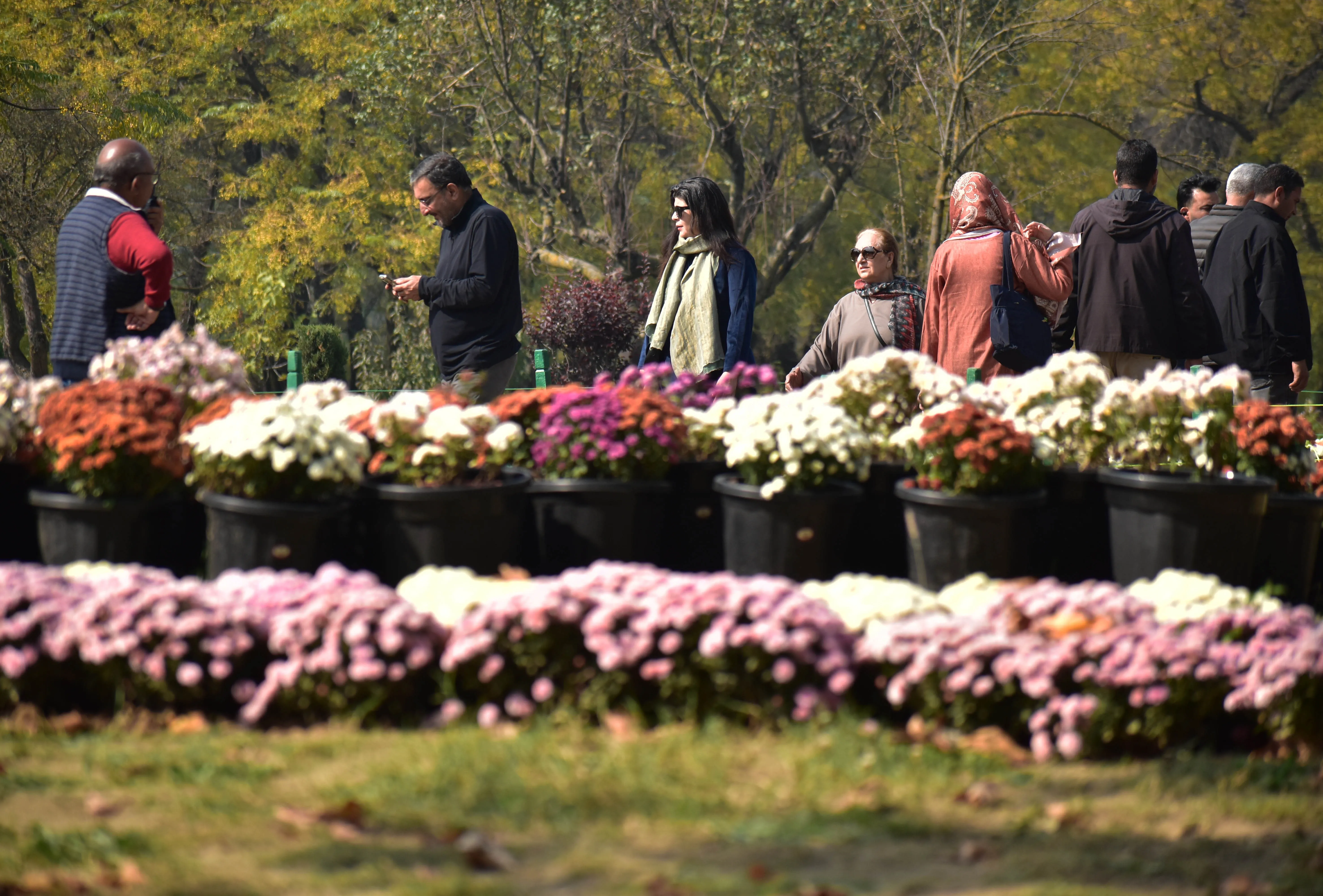 Tourists make their way through the colourful chrysanthemum displays at Bagh-e-Gul-e-Dawood, Srinagar.