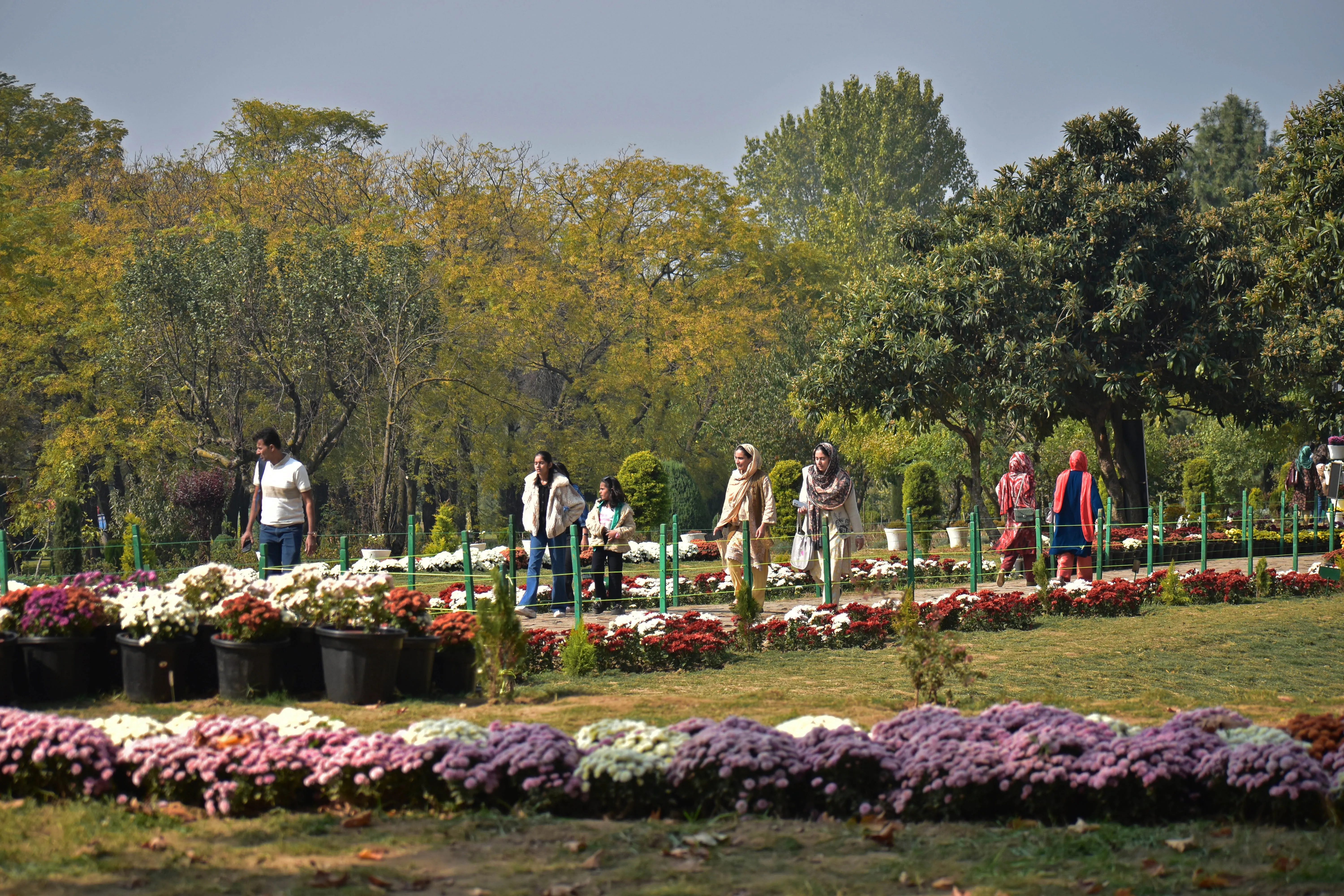 Tourists stroll through the one-of-a-kind chrysanthemum garden in Srinagar.