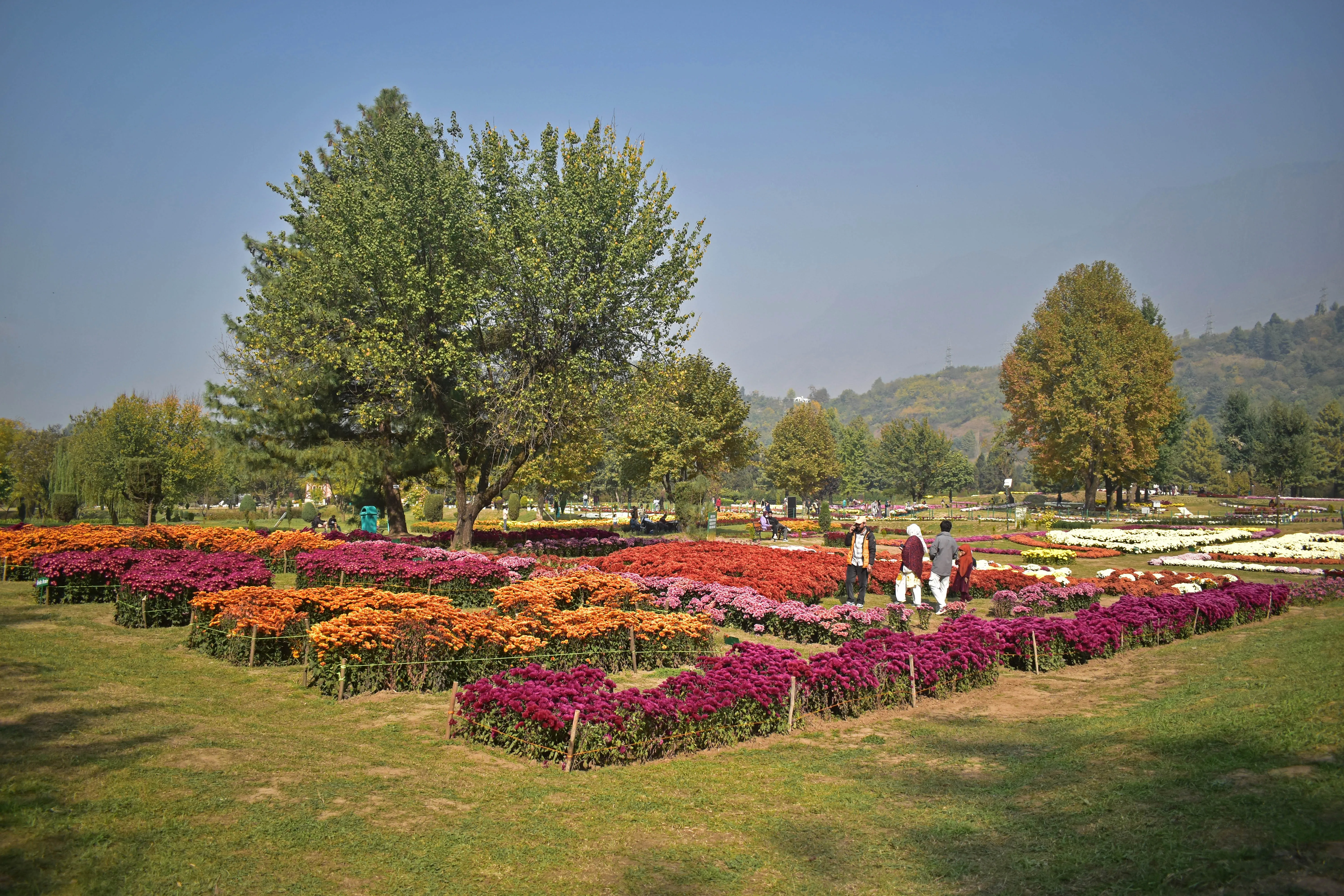 Bagh-e-Gul-Dawood, located along the foothills of Zabarwan in Srinagar, Kashmir, showcases its annual chrysanthemum bloom.