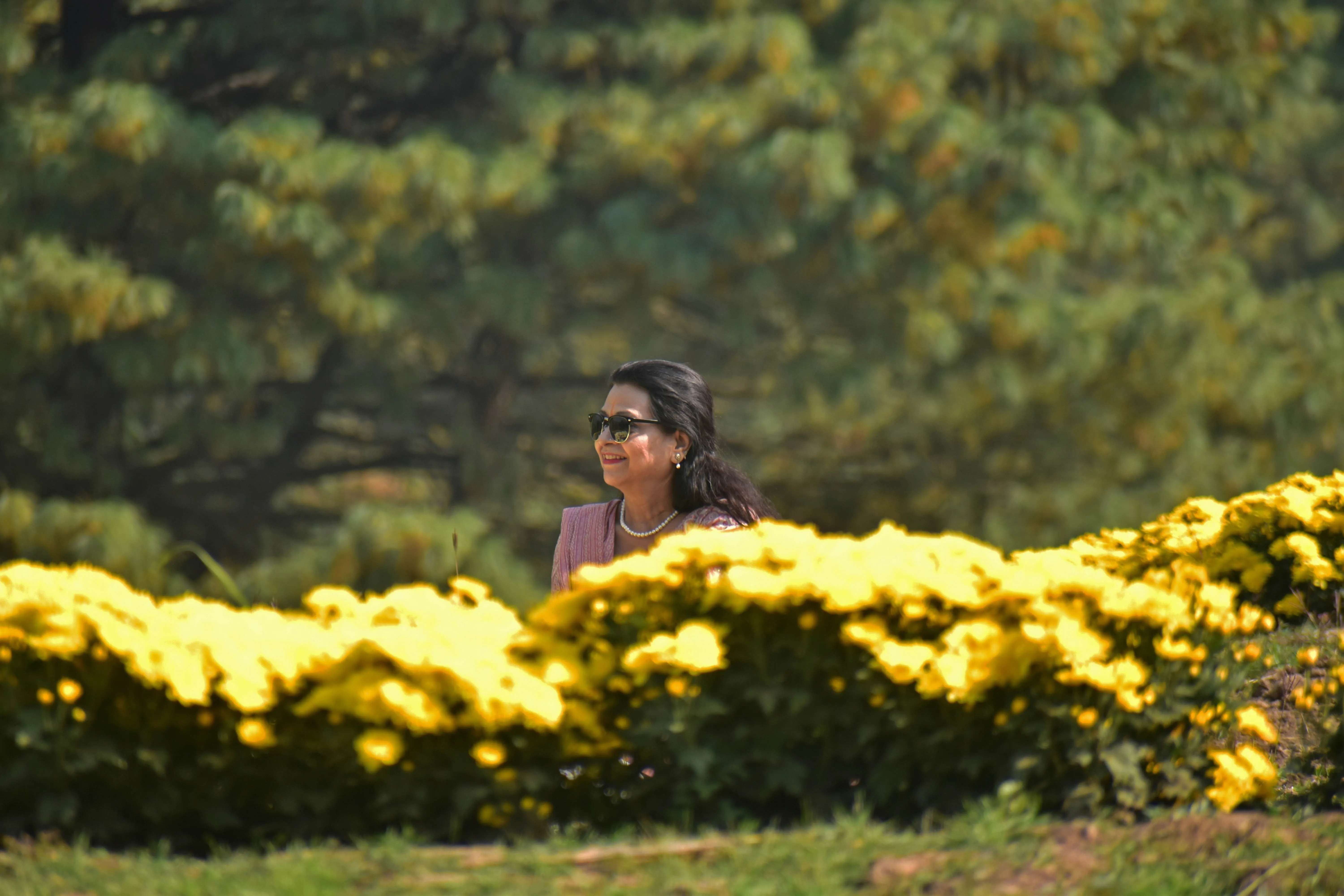 Visitors enjoy the rare autumn bloom as chrysanthemums paints the Valley in vibrant hues.