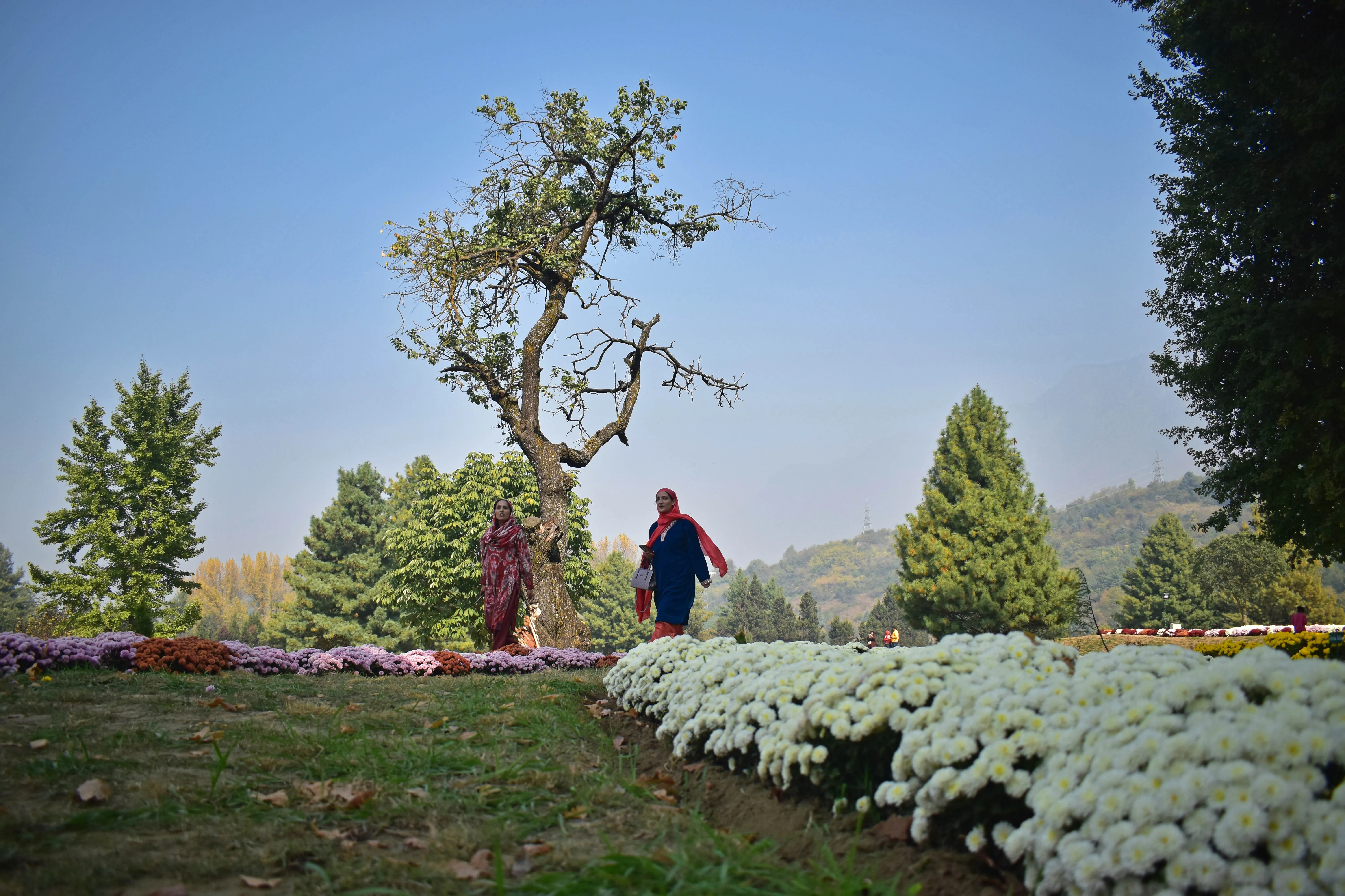 Garden workers maintain the sprawling chrysanthemum beds that now draw thousands to Srinagar each day.