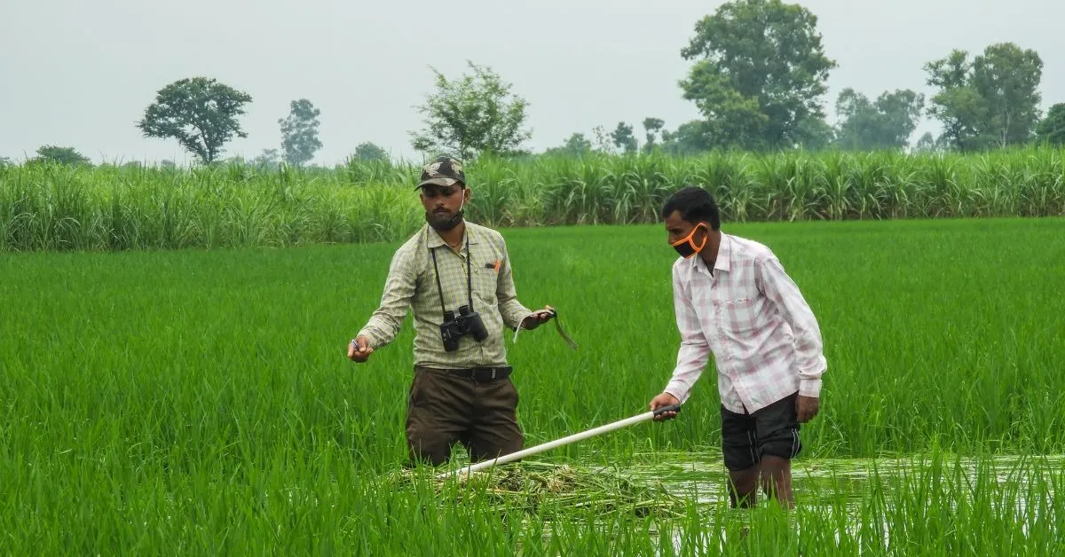 The sarus mitras measuring the nest diameters at nesting sites