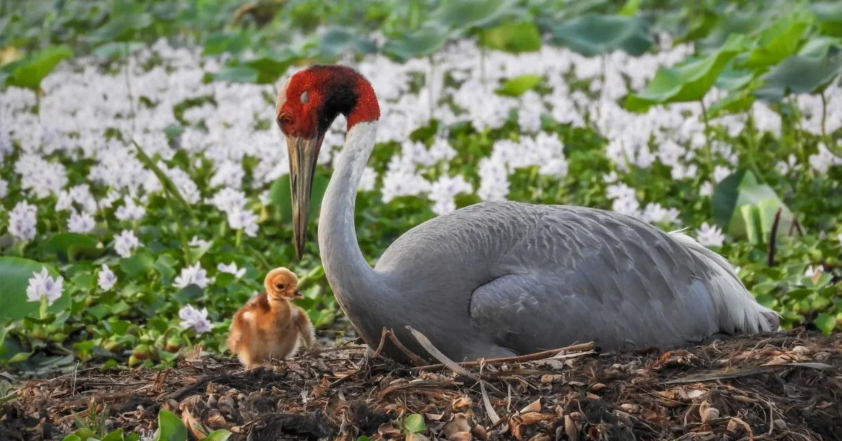 A sarus crane with its chick