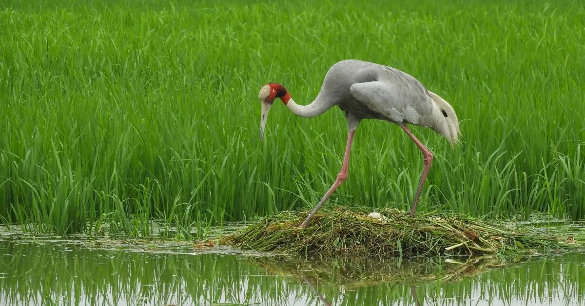 The sarus crane is the state bird of Uttar Pradesh