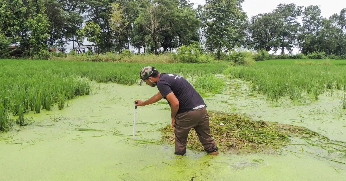 One of the members of the sarus protection committees measuring the nesting sites in the water