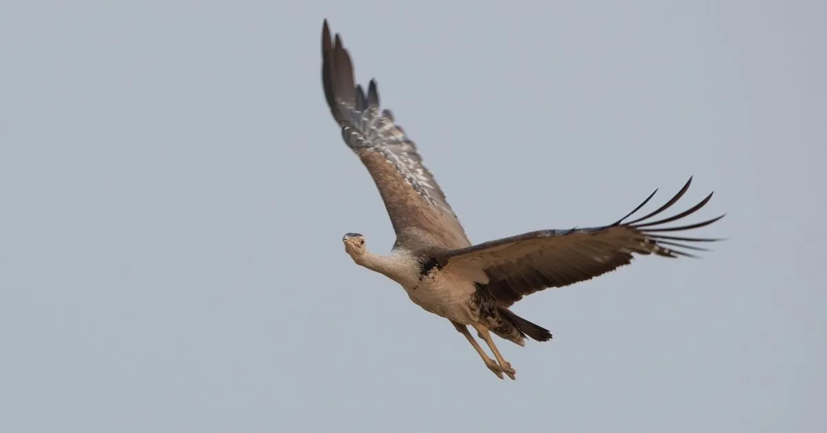 Great Indian Bustard