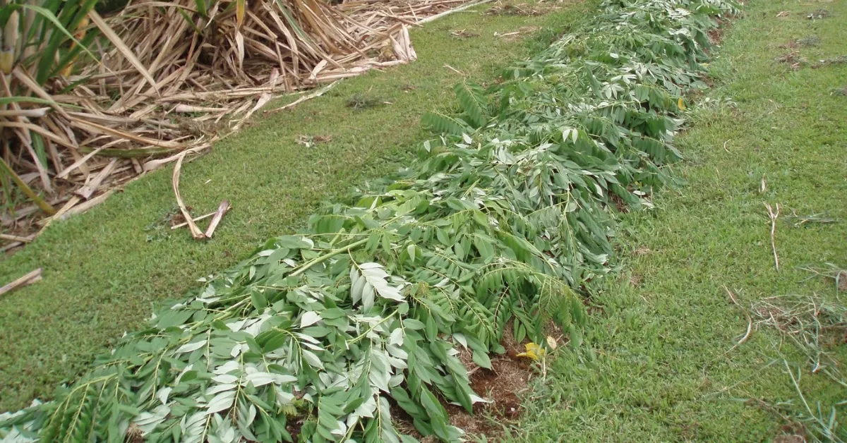 mulching and aquaponics for winter garden