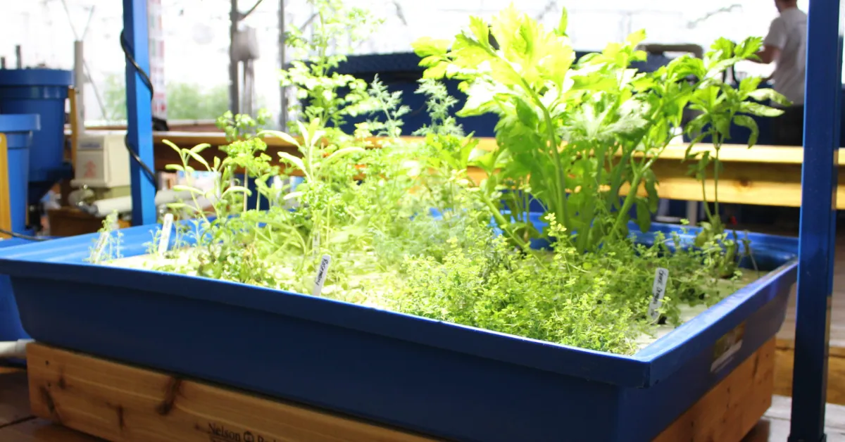 mulching and aquaponics for winter garden