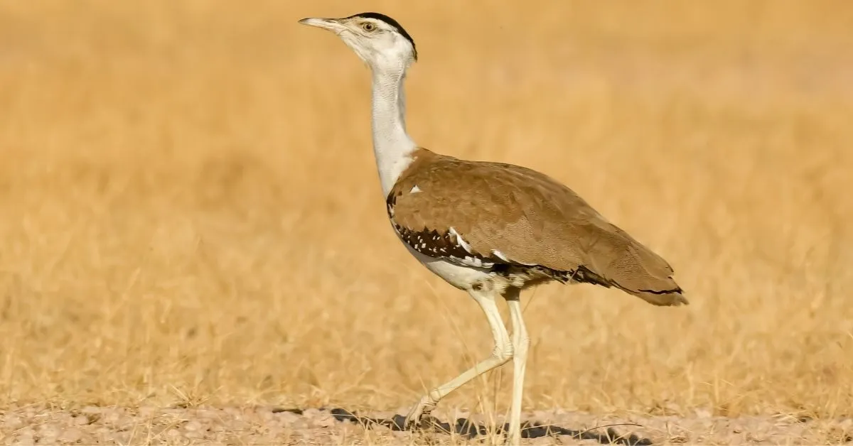 great indian bustard (1)