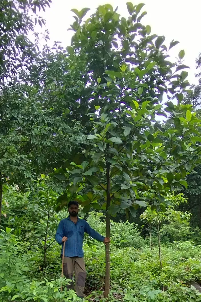 restoring Western Ghats native species