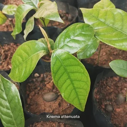 restoring Western Ghats native species