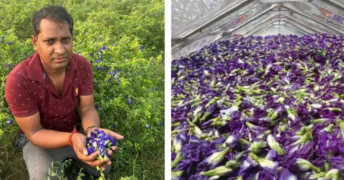 India farming stories 2025