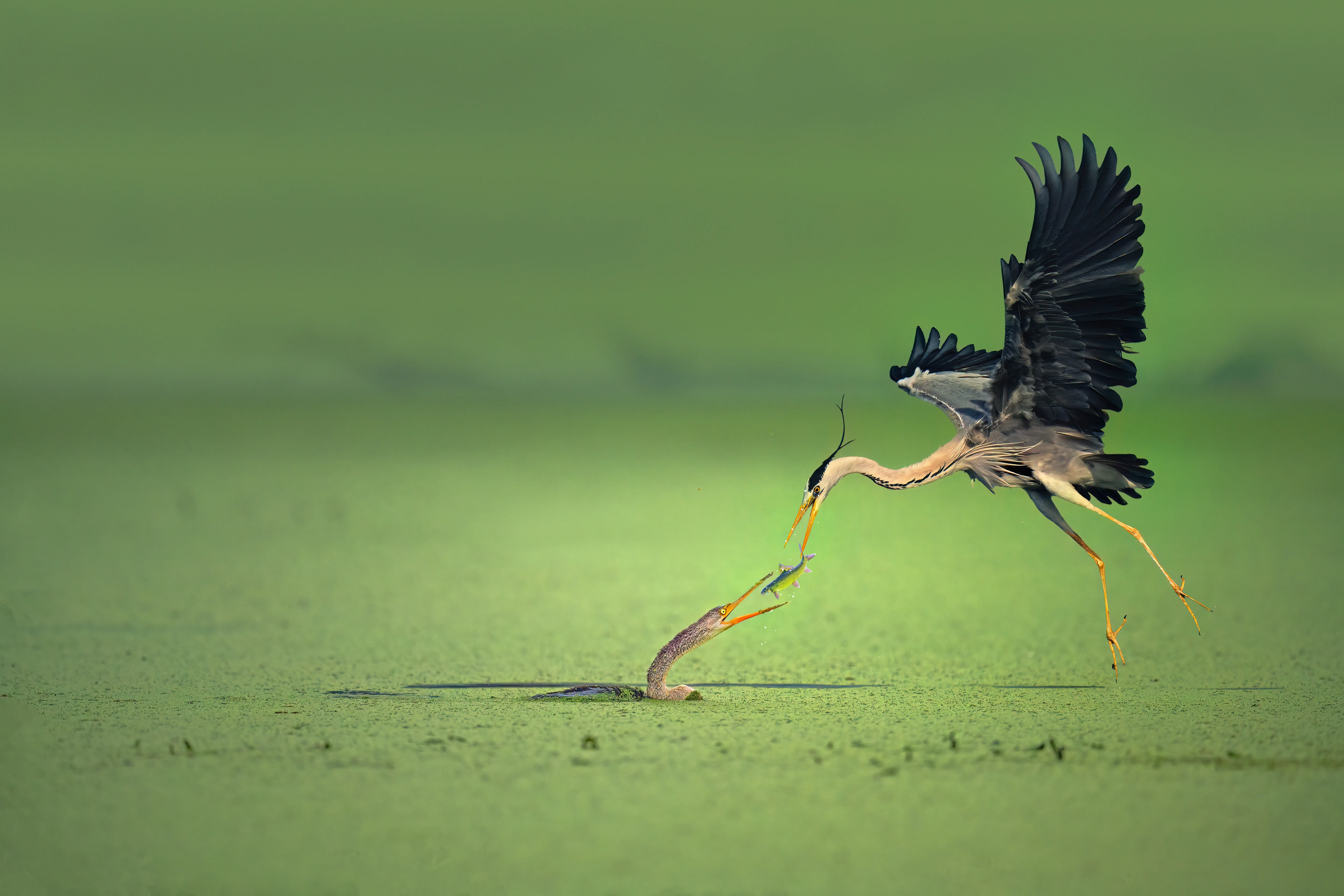 Captured at Bharatpur Bird Sanctuary, this photograph topped entries from 109 countries.