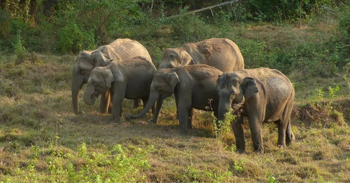 elephant corridors (1)