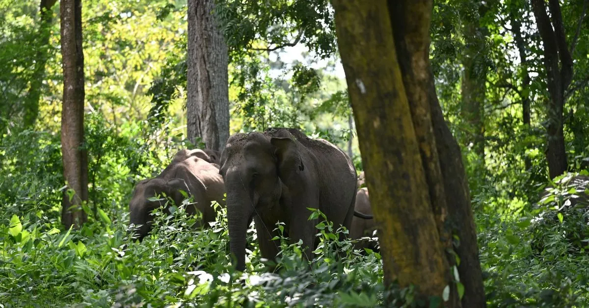 elephant corridors (3)