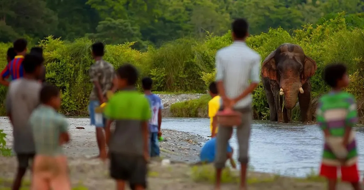 elephant corridors (4)